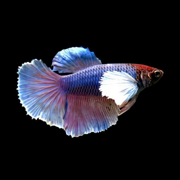 Dumbo Betta Female Blue Base 3cm - Real Aquatics