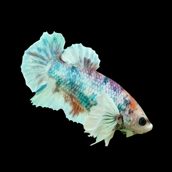 Dumbo Betta Female Green Base 3cm - Real Aquatics