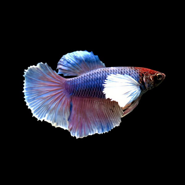Dumbo Betta Female Lavender Base 3cm - Real Aquatics