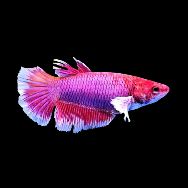 Dumbo Betta Female Lavender 3cm - Real Aquatics
