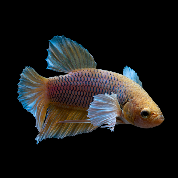 Dumbo Betta Female Orange Base 3cm - Real Aquatics
