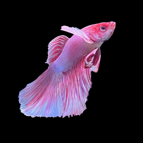 Dumbo Betta Female Pink Base 3cm - Real Aquatics