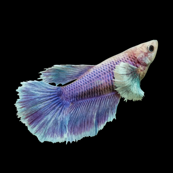 Dumbo Betta Female Purple Base 3cm - Real Aquatics