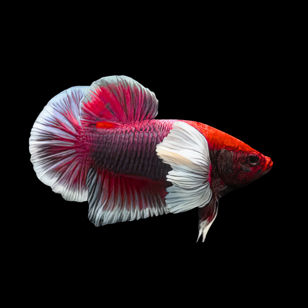Dumbo Betta Female Red Base 3cm - Real Aquatics