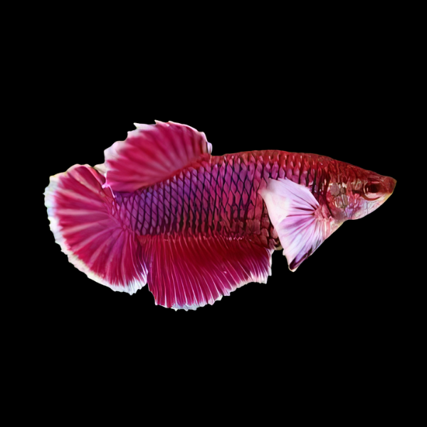Dumbo Betta Female Red 3cm - Real Aquatics