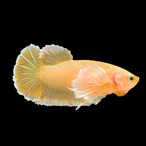 Dumbo Betta Female Yellow Base 3cm - Real Aquatics