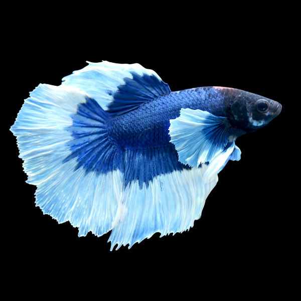 Dumbo Betta Male Blue Base 3cm - Real Aquatics