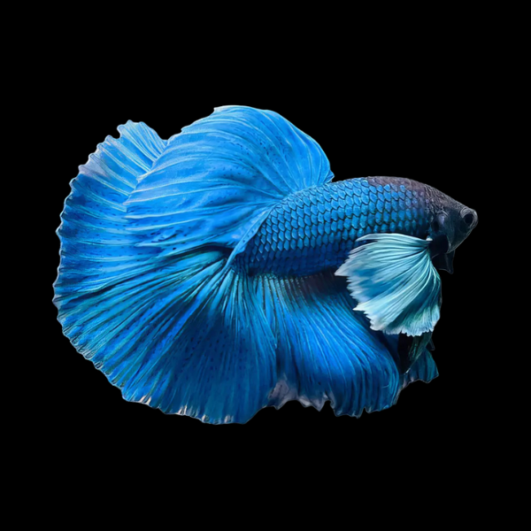 Dumbo Betta Male Blue 3cm - Real Aquatics