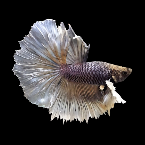 Dumbo Betta Male Copper 3cm - Real Aquatics