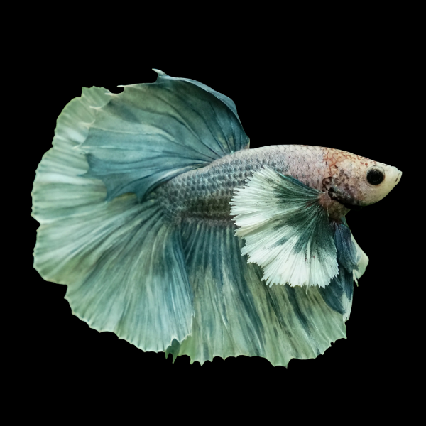Dumbo Betta Male Green Base 3cm - Real Aquatics