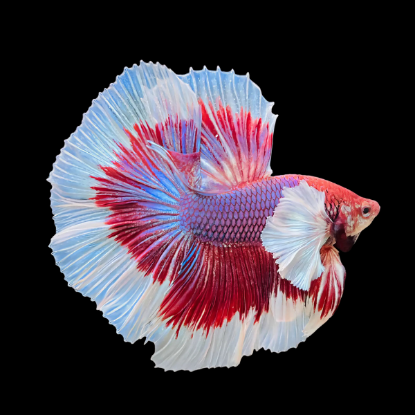 Dumbo Betta Male Lavender Base 3cm - Real Aquatics