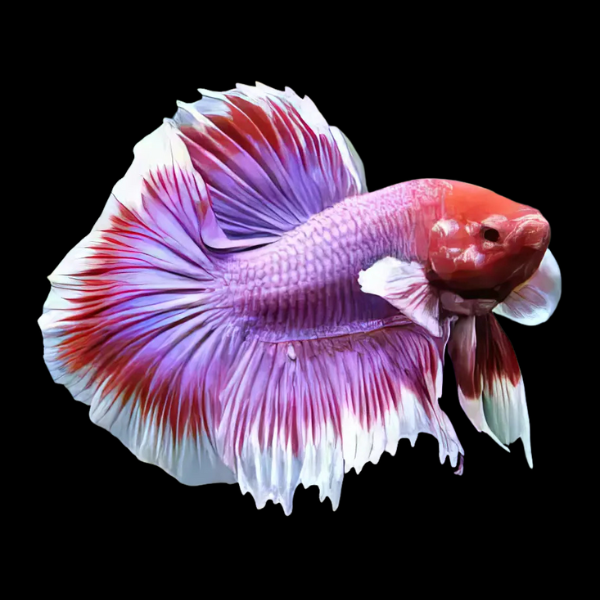 Dumbo Betta Male Lavender 3cm - Real Aquatics