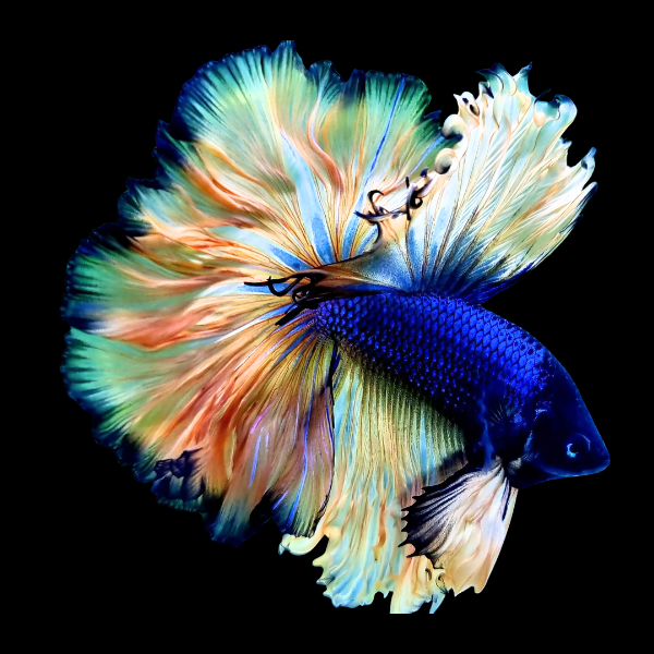 Dumbo Betta Male Mustard Gas 3cm - Real Aquatics
