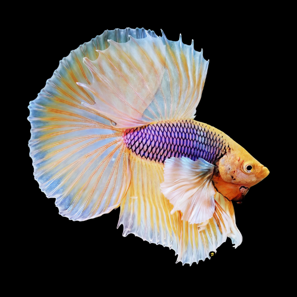 Dumbo Betta Male Orange Base 3cm - Real Aquatics