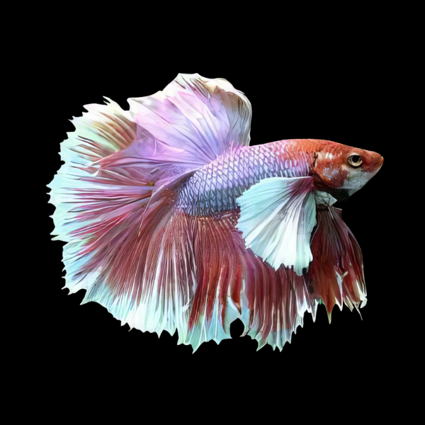 Dumbo Betta Male Pink Base 3cm - Real Aquatics
