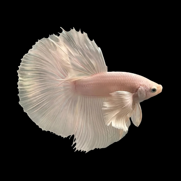 Dumbo Betta Male Platinum 3cm - Real Aquatics