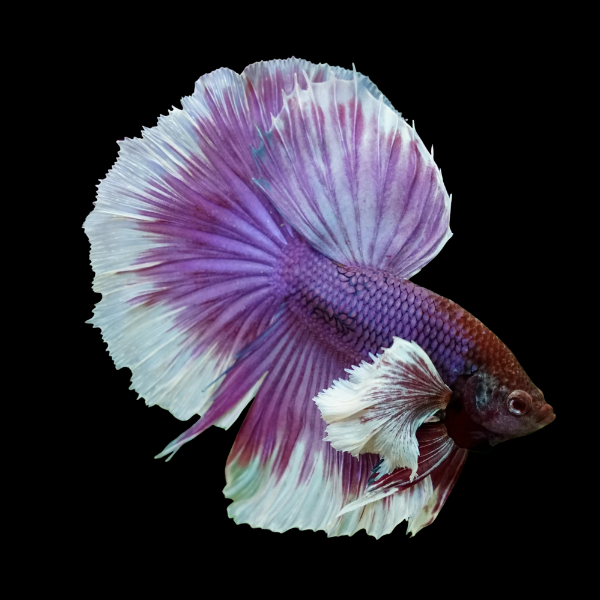 Dumbo Betta Male Purple Base 3cm - Real Aquatics