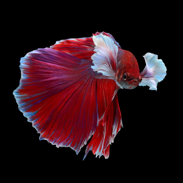 Dumbo Betta Male Red 3cm - Real Aquatics
