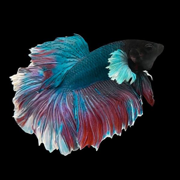 Dumbo Betta Male Tri Colour 3cm - Real Aquatics