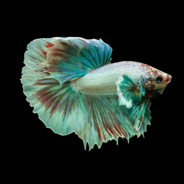 Dumbo Betta Male Turquoise Base 3cm - Real Aquatics