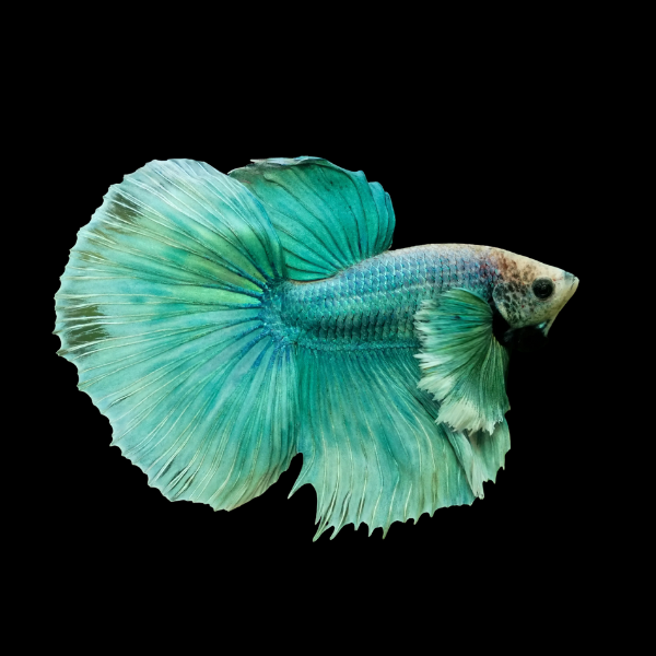 Dumbo Betta Male Turquoise 3cm - Real Aquatics