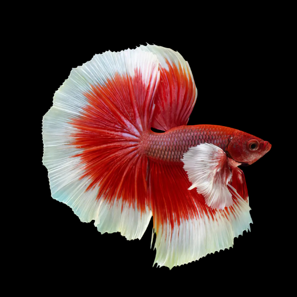 Dumbo Betta Male White Base 3cm - Real Aquatics