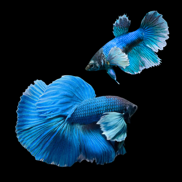 Dumbo Betta Pair Male & Female Blue 3cm - Real Aquatics