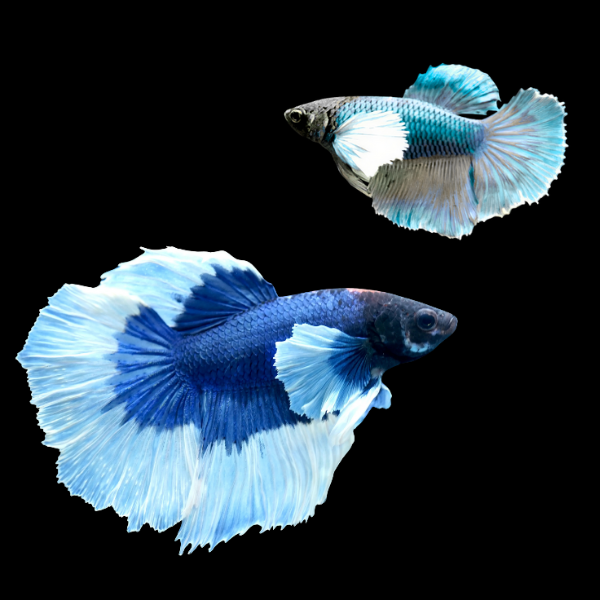 Premium Betta Pair Male & Female Elephant Ear Blue Based 3cm - Real Aquatics