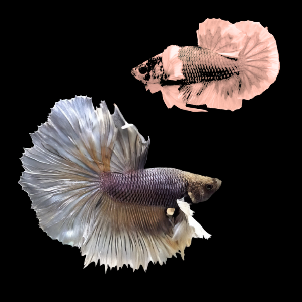 Dumbo Betta Pair Male & Female Copper 3cm - Real Aquatics