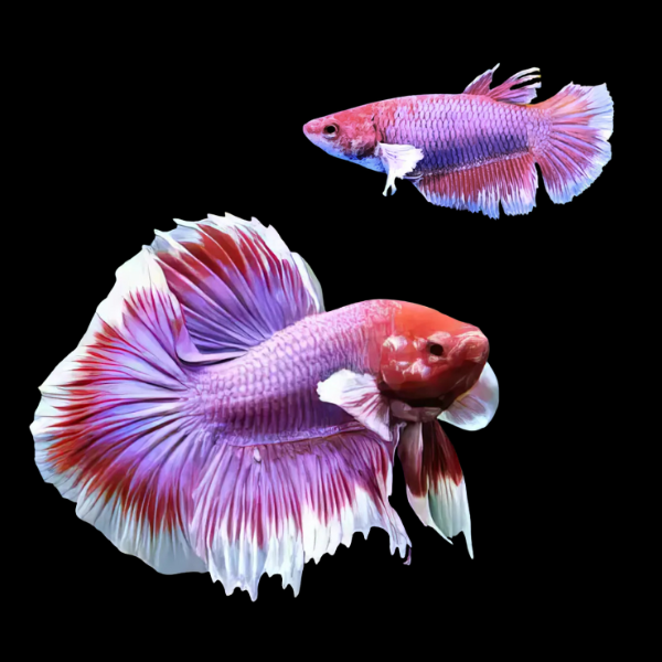 Dumbo Betta Pair Male & Female Lavender 3cm - Real Aquatics