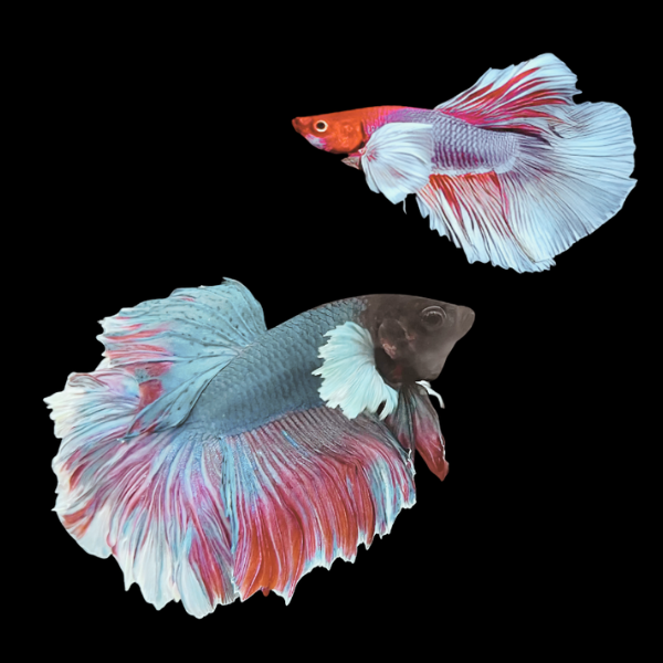 Dumbo Betta Pair Male & Female Tri Colour 3cm - Real Aquatics