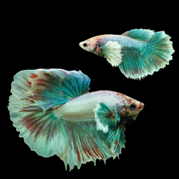 Dumbo Betta Pair Male & Female Turquoise Base 3cm - Real Aquatics