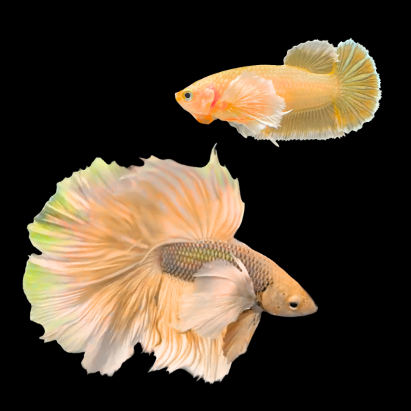 Dumbo Betta Pair Male & Female Yellow Base 3cm - Real Aquatics