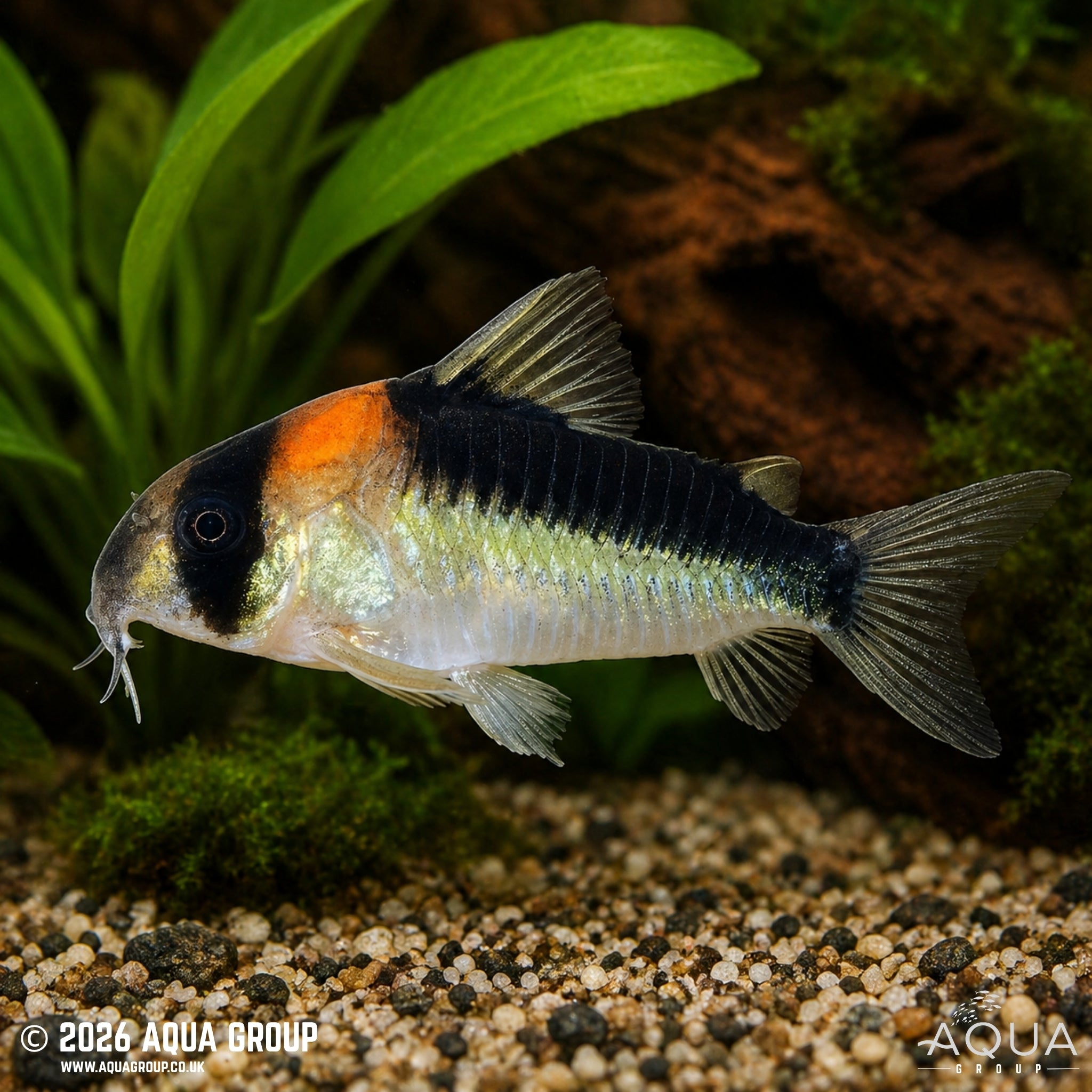 Duplicate Cory (Hoplisoma duplicareum)