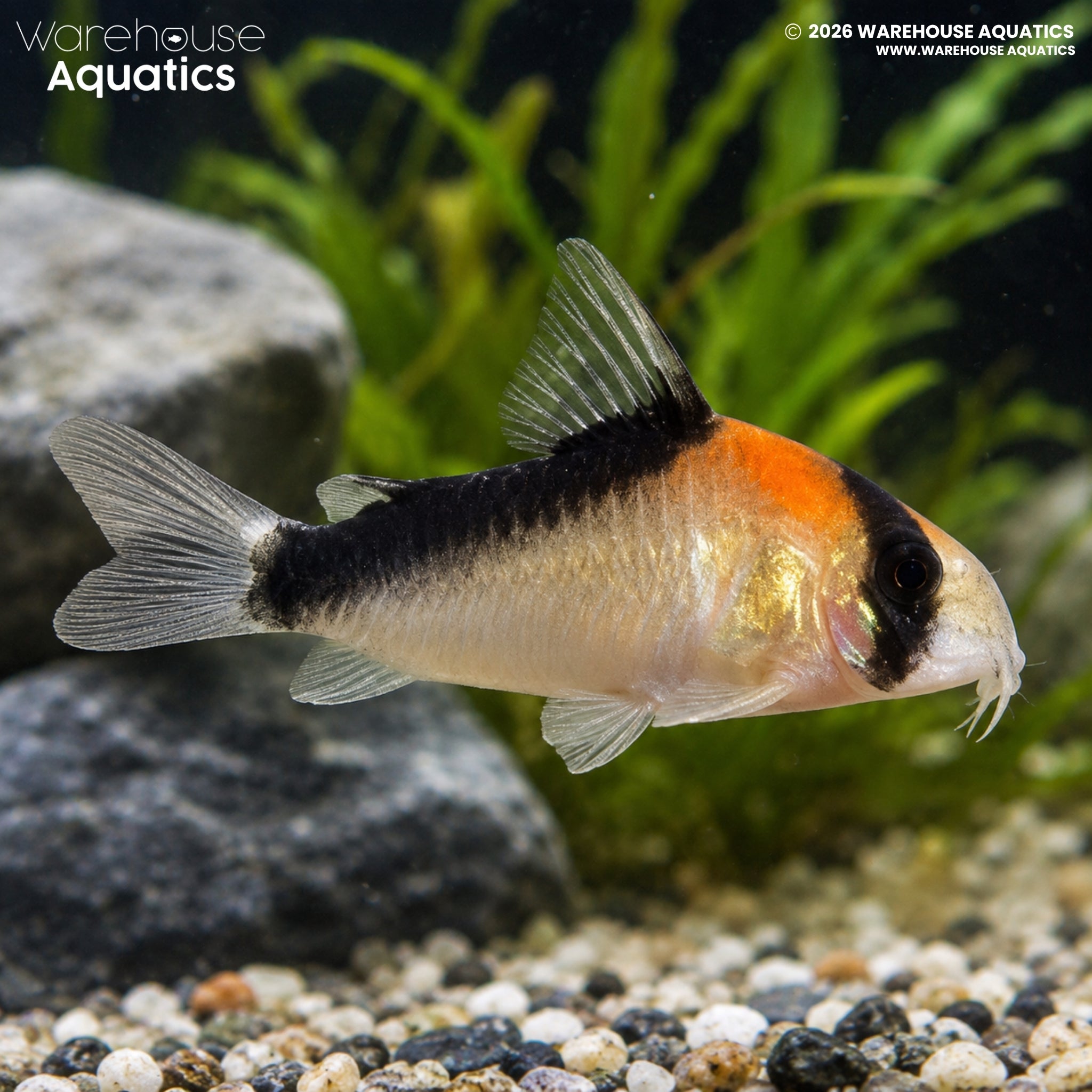 Duplicate Cory (Hoplisoma duplicareum)