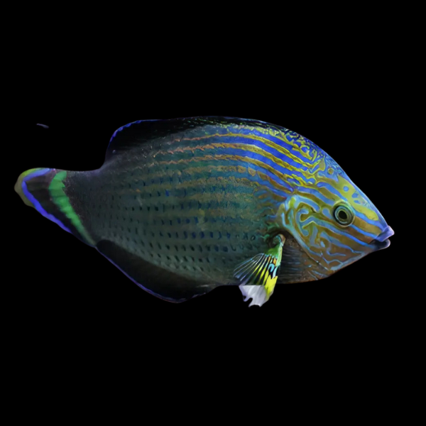 Dusky Wrasse Halichoeres Marginatus - Real Aquatics