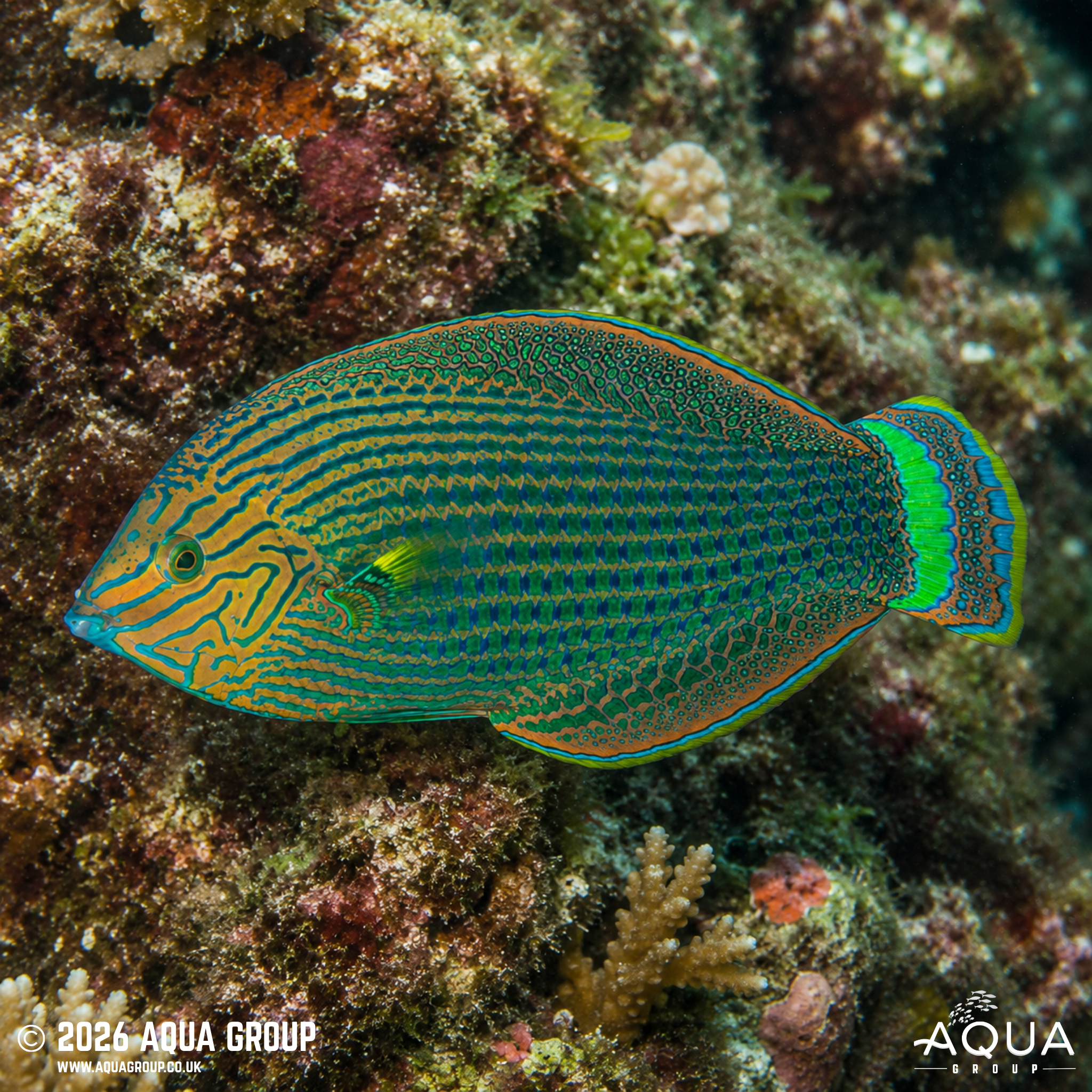 Dusky Wrasse (Halichoeres marginatus)