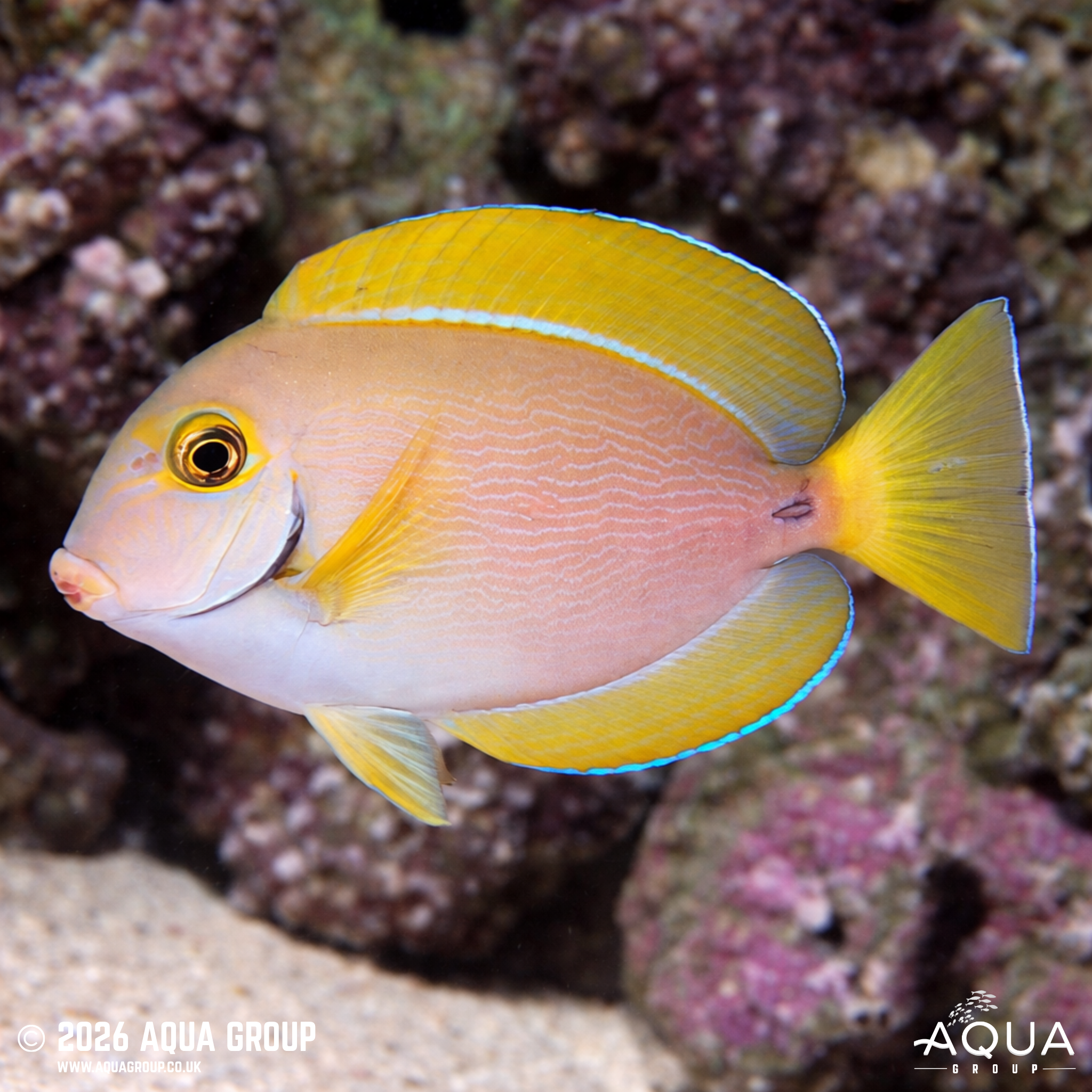 Dussumieri Tang (Acanthurus dussumieri)