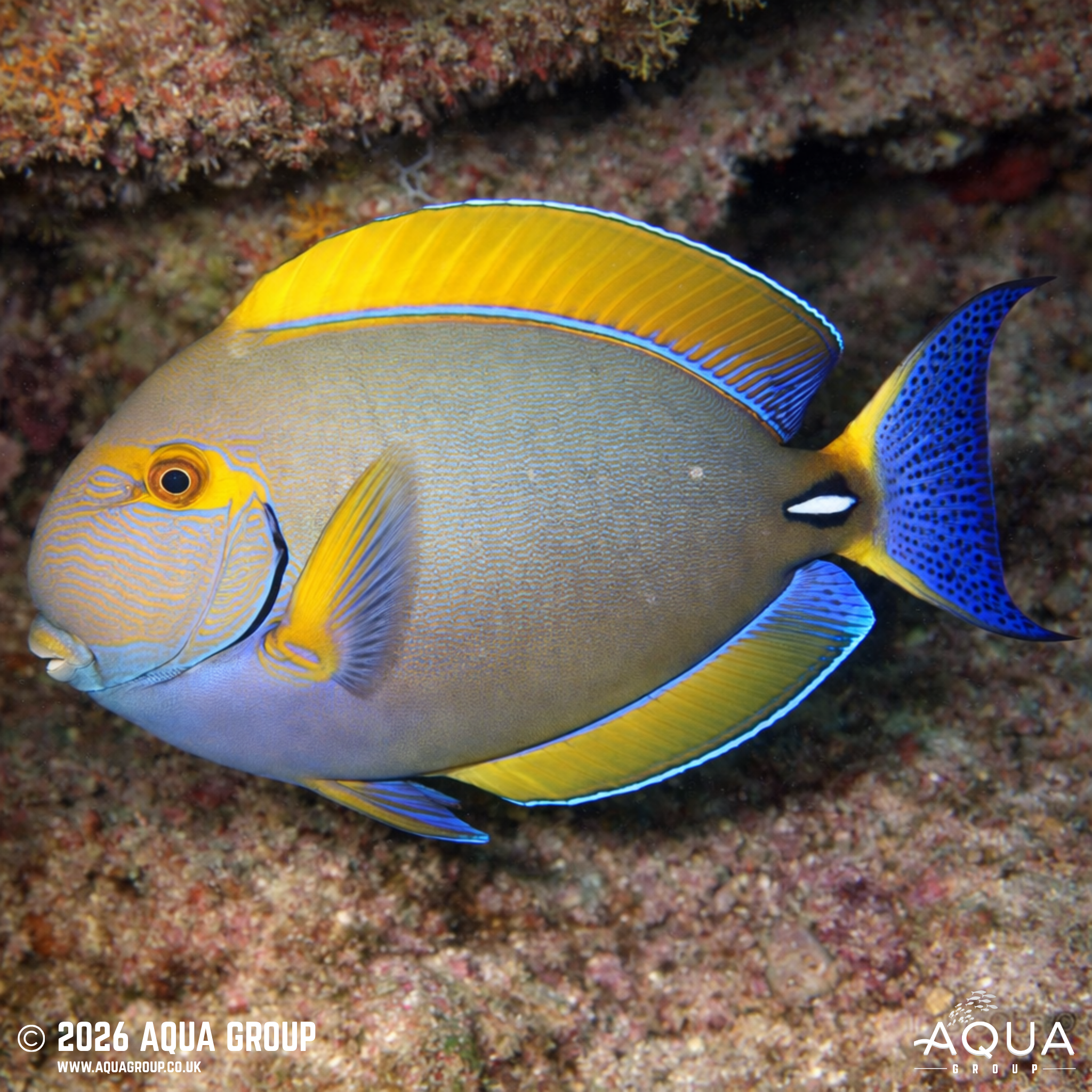 Dussumieri Tang (Acanthurus dussumieri)