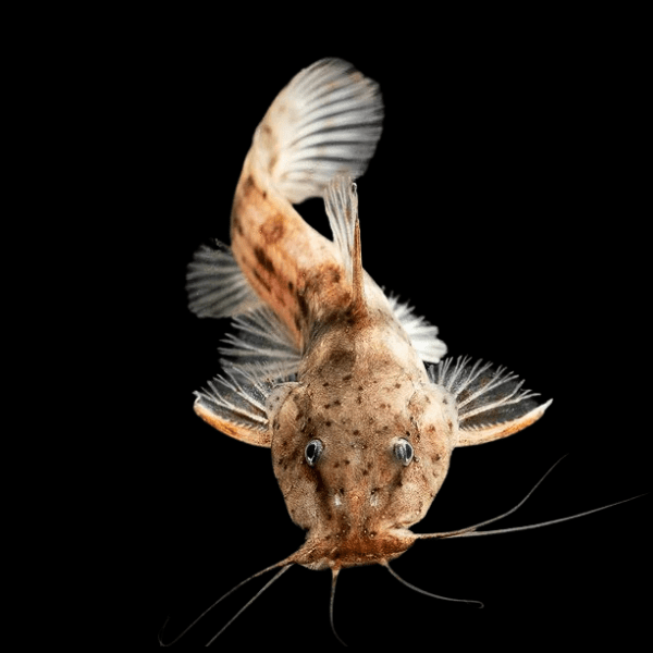 Dwarf Giraffe Nosed Catfish Notoglanidium Macrostoma 6cm - Real Aquatics