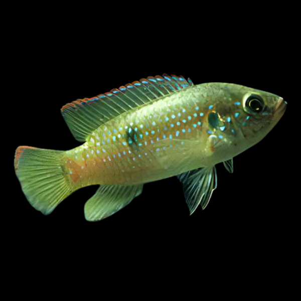 Dwarf Jewel Cichlid Hemichromis Bimaculatus 4cm - Real Aquatics