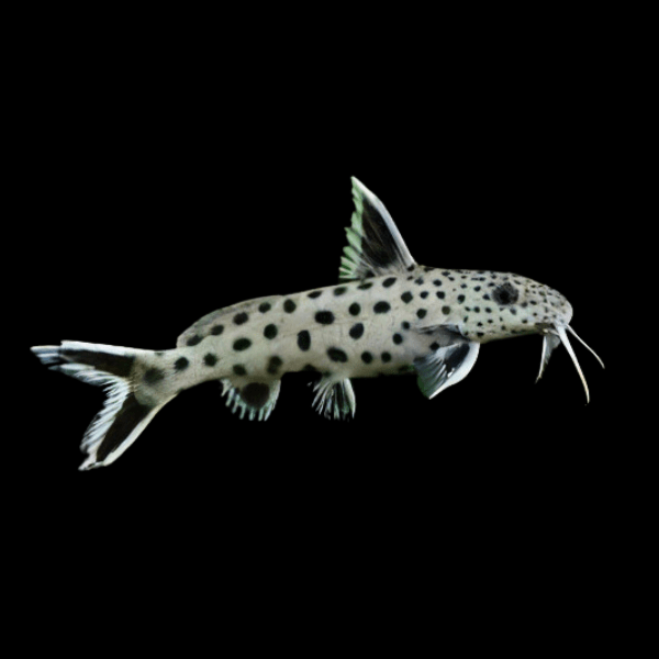 Dwarf Petricolor Catfish Synodontis Lucipinnis 3cm - Real Aquatics