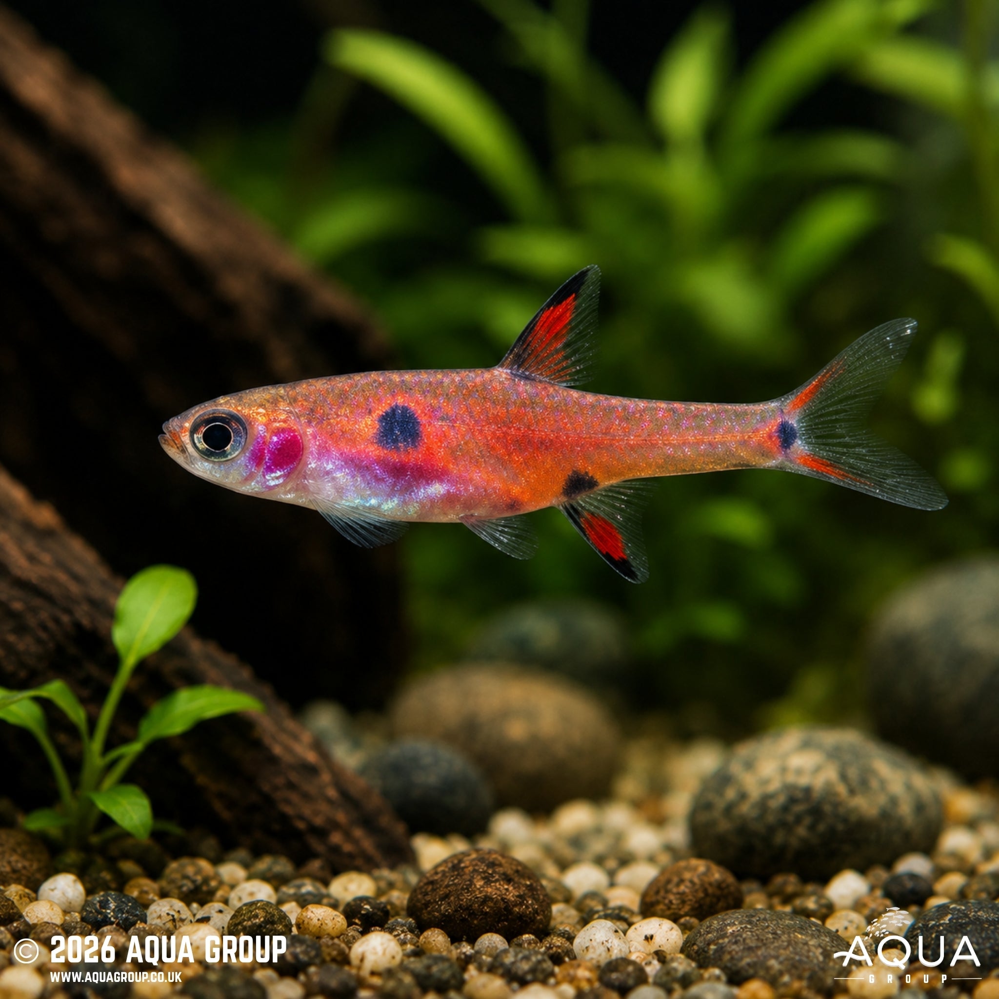 Dwarf Rasbora (Boraras maculatus)