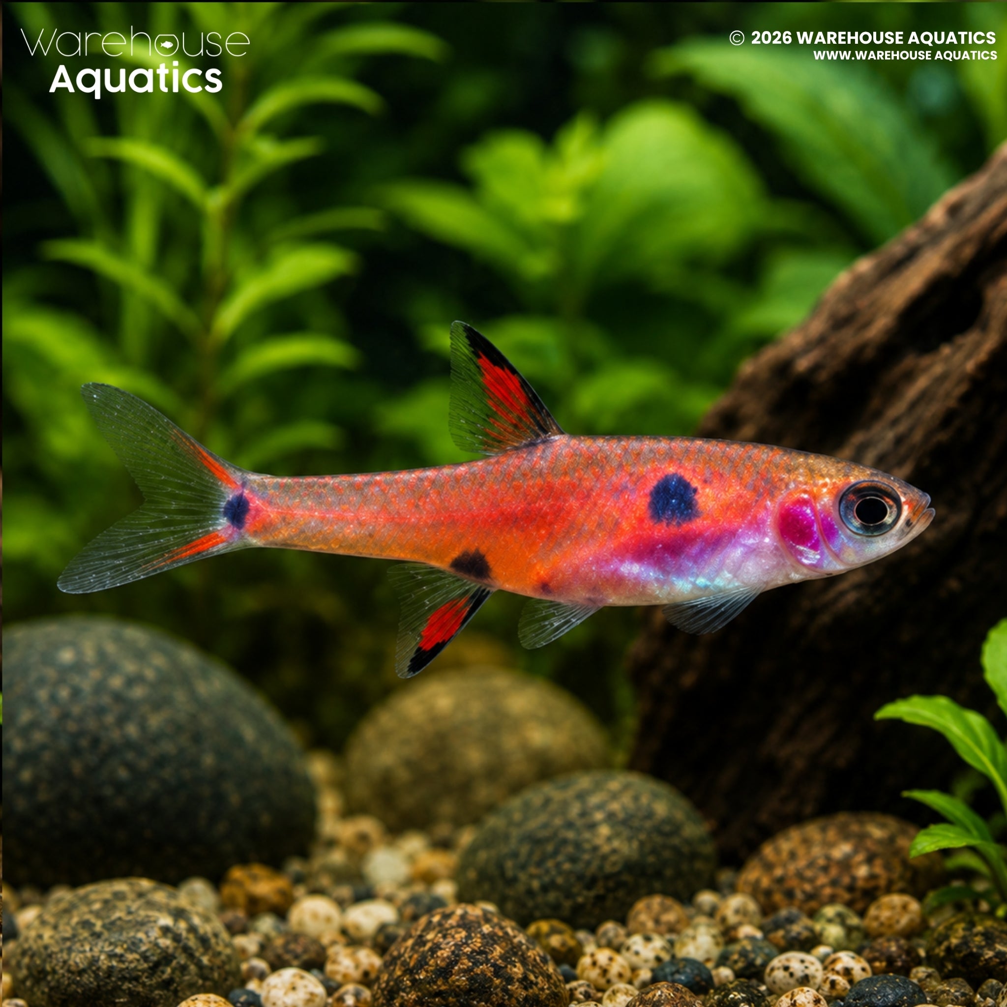 Dwarf Rasbora (Boraras maculatus)