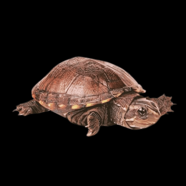 Eastern Mud Turtle Kinosternon Subrubrum Juvenile 5cm - Real Aquatics
