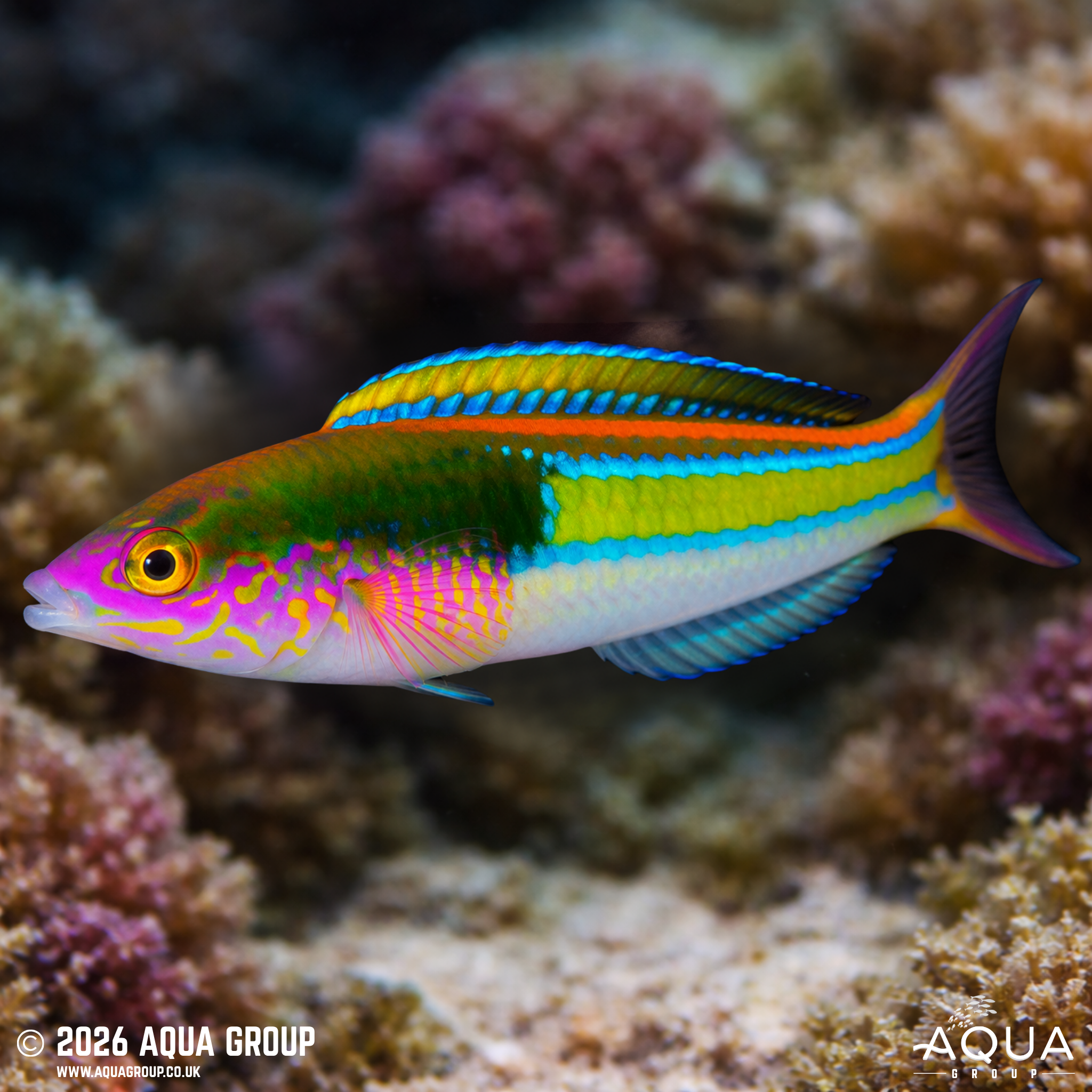 Edwardi Pencil Wrasse
