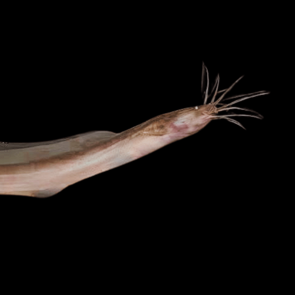 Eel Catfish Channallabes Apus 15cm - Real Aquatics