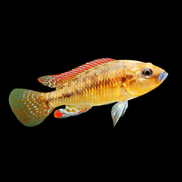 Egyptian Mouth Brooder Pseudocrenilabrus Multicolor 5cm - Real Aquatics