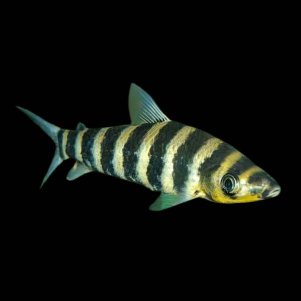 Eight Spotted Head stander Leporinus Octomaculatus 8cm - Real Aquatics