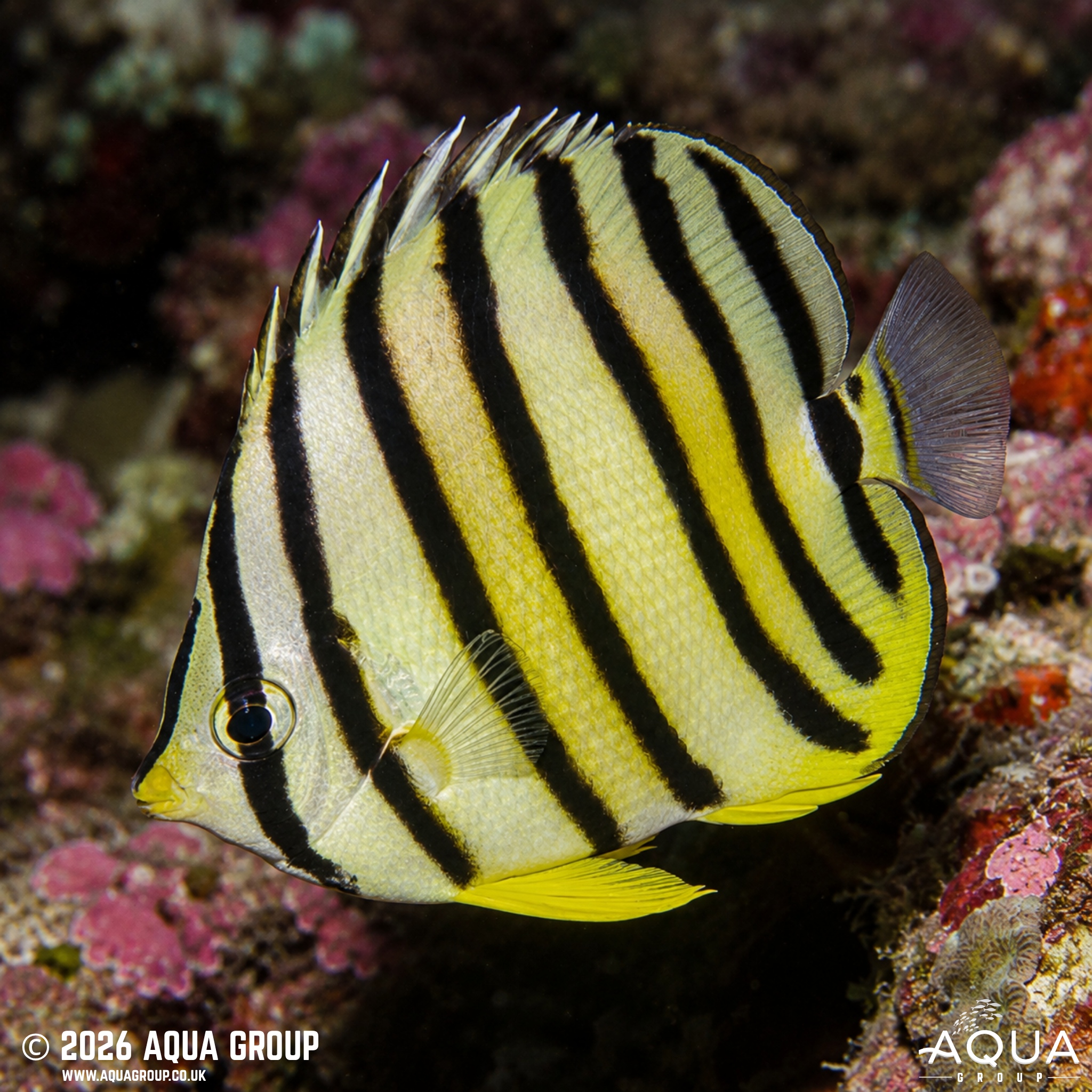 Eight-Band Butterflyfish (Chaetodon octofasciatus)